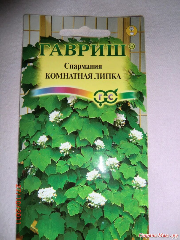 Комнатная Липка Фото