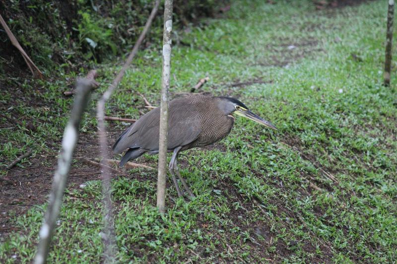 DE TORTUGAS Y PEREZOSOS. COSTA RICA 2019 - Blogs de Costa Rica - DIA 9: CAVERNAS DE VENADO (44)