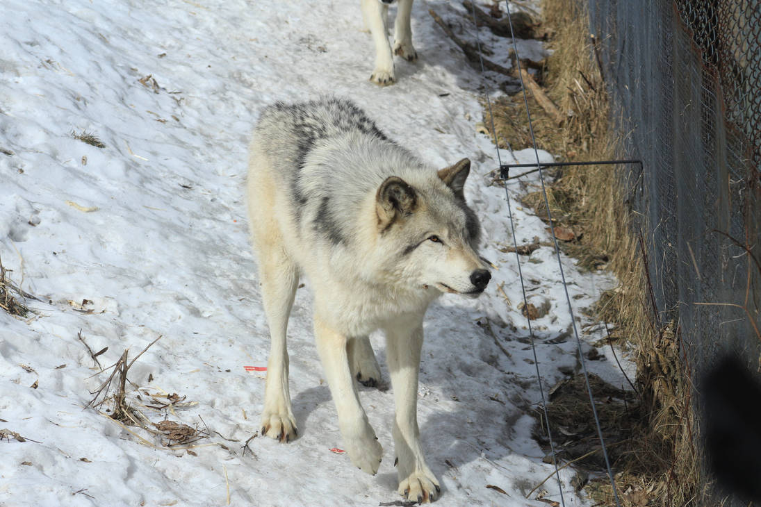 wolf-stock-ecomuseum-50-by-wolf-alchemy-DA-pre.jpg