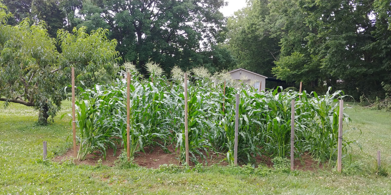 [Image: Propped-Corn-1.jpg]