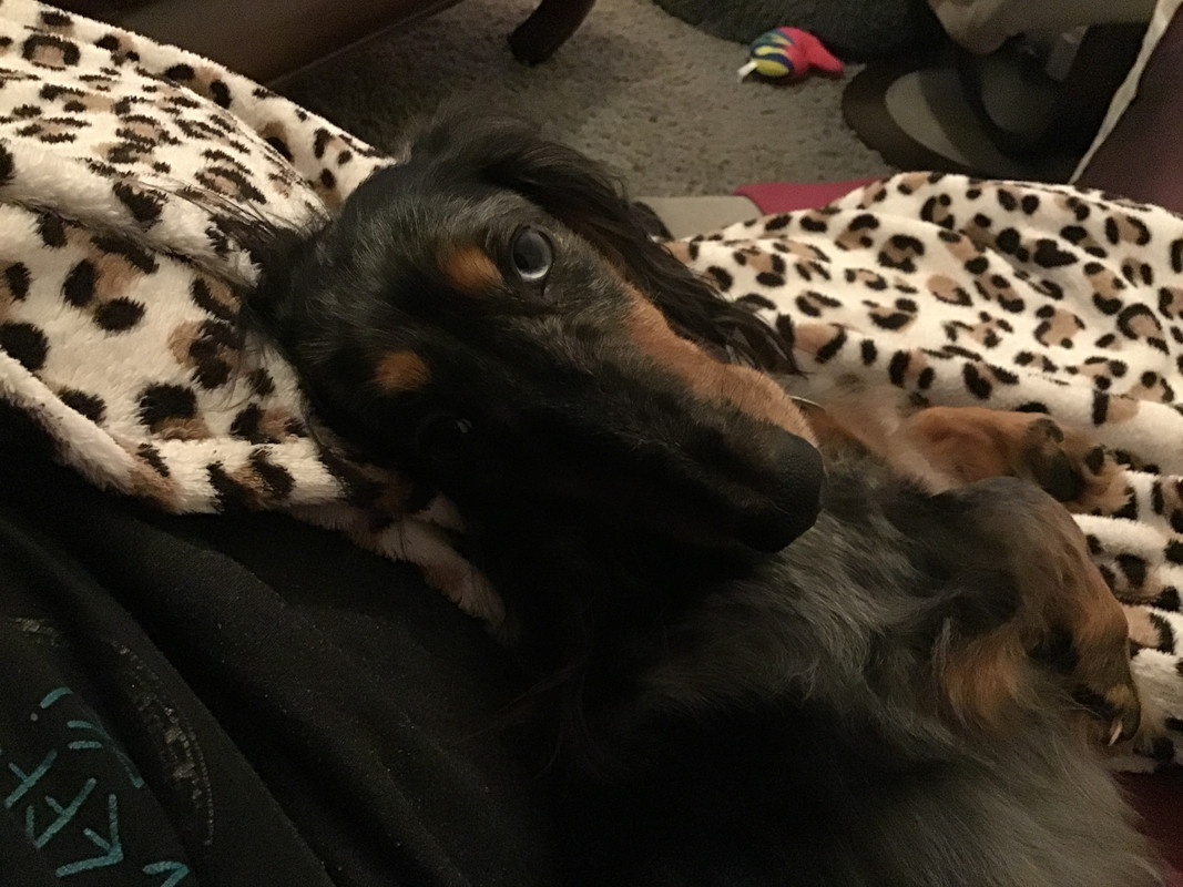 [Image: DDA465-B6-0678-4587-A8-FB-E182-F1-FD2194.jpg]