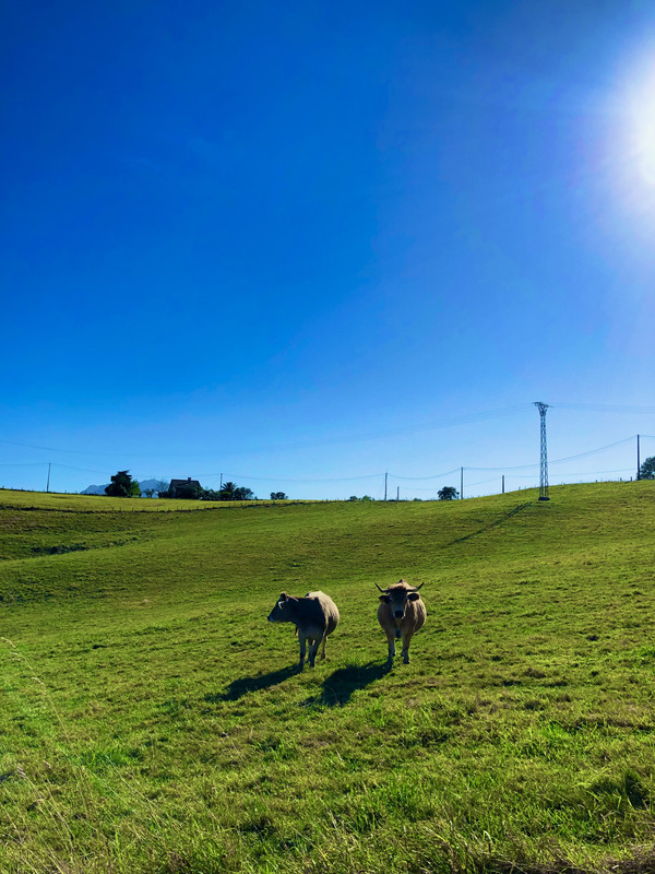 Vistas de nuestra finca de aguacates en el norte de España
