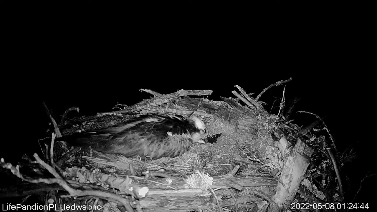 Rybołowy Online Puszcza Napiwodzko-Ramucka _ Ospreys Online in Napiwodzko-Ramucka Forest 3-45-9 scre