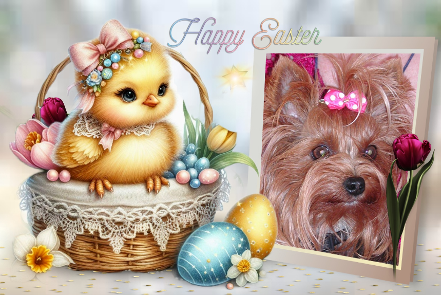 ( a 1 Pâques Pearle 6