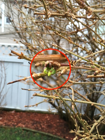 March_10_2016_Forsythia