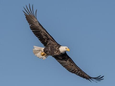 art a drawing of an eagle for East Jackson County