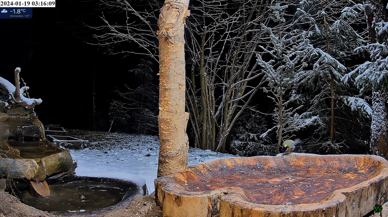 BOGATKA 2024-19-stycznia-03.16