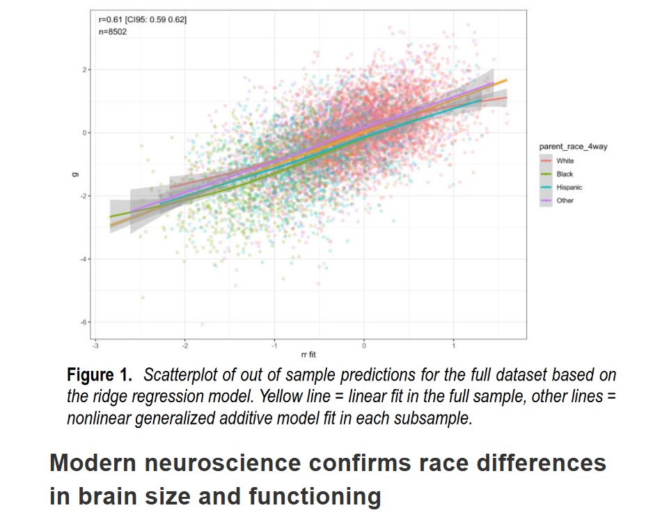 Brain sizes by race