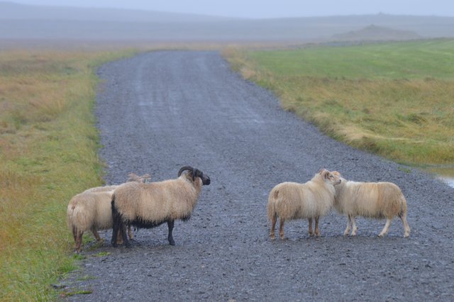 DIA 7: DE REYKJAVIK A LA PENINSULA DE SNAEFELLSNES (HELLNAR) - Islandia en tiempos de Covid. Y con Camper! (9)