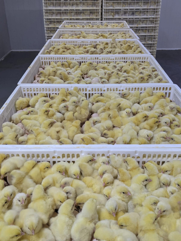 Cobb 500 Isinya broilers being raised at the Kisaju farm