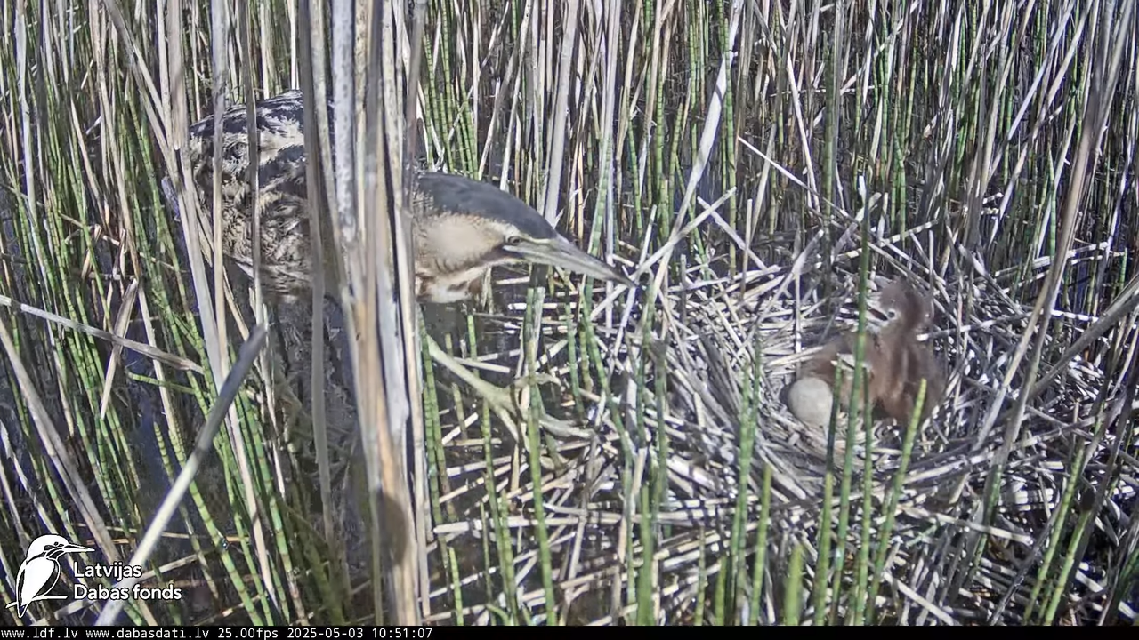 LDF Lielais dumpis (Botaurus stellaris) Zemītes pagastā 17-43-22 screenshot