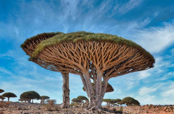 arbre.jpg