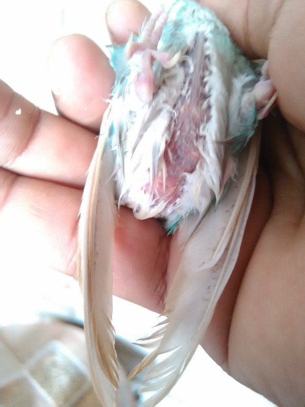صورة