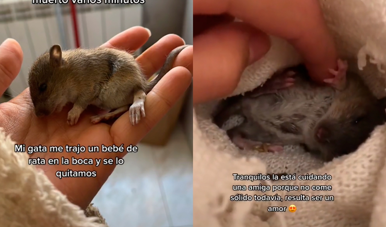 En TikTok, quiere adoptar al ratón que se iba a comer su mascota