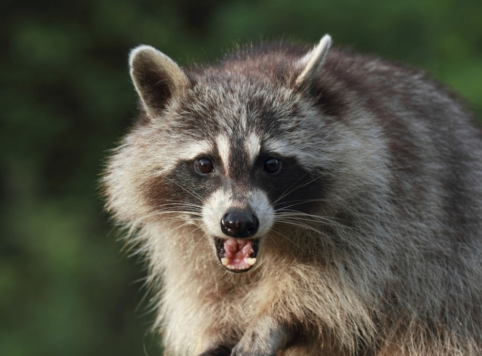 Wildlife-Removal-9.jpg