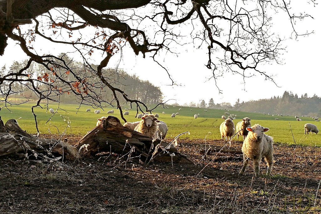 sheep-feb-2023-HD.jpg