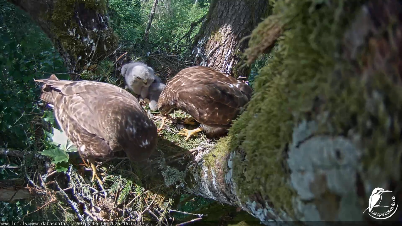Melnās klijas (Milvus migrans) Kurzemē_ peļu klijāni (Buteo buteo) 12-2-43 screenshot