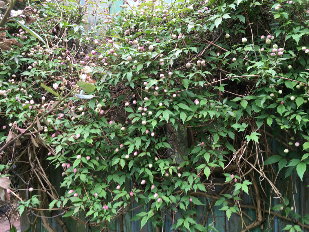 770F2341-45C7-42EA-962E-76EABF0FC3DA