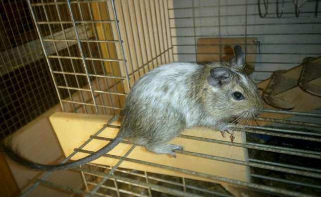 244906076_5_644x461_2-pyatnistye-malchishki-degu