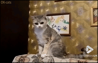 Funny-Cat-GIF-HALP-Poor-Cat-can-t-get-naughty-budgie-off-his-back-haha.gif