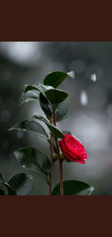 Screenshot_٢٠٢١٠٥٠٩-١٥٣١١١