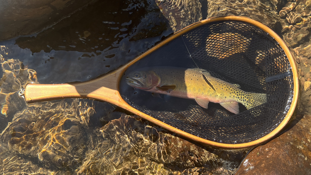 Yellowstone River Cutthroat Sept 2022