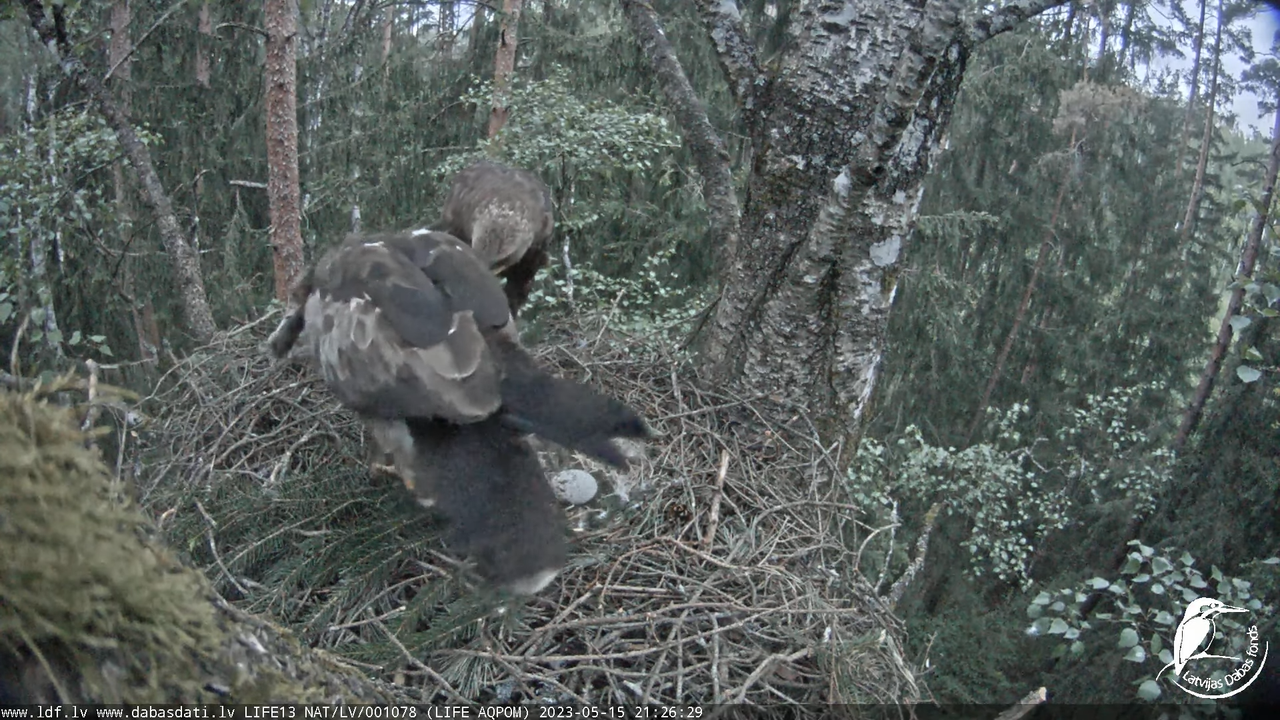 LDF Mazais ērglis (Clanga pomarina), ligzda bērzā 11-14-49 screenshot
