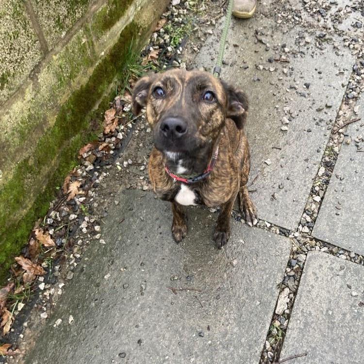 Bleakholt dogs best sale