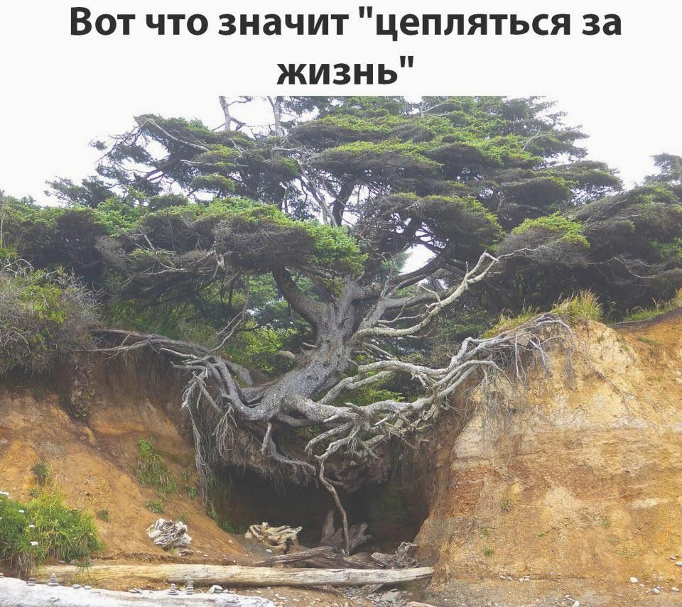 [Изображение: a119b27d03fa3a8985d20f0e18d3fe95.jpg]