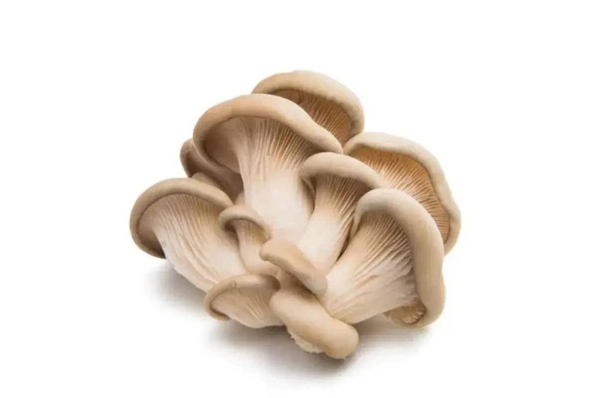 Oyster