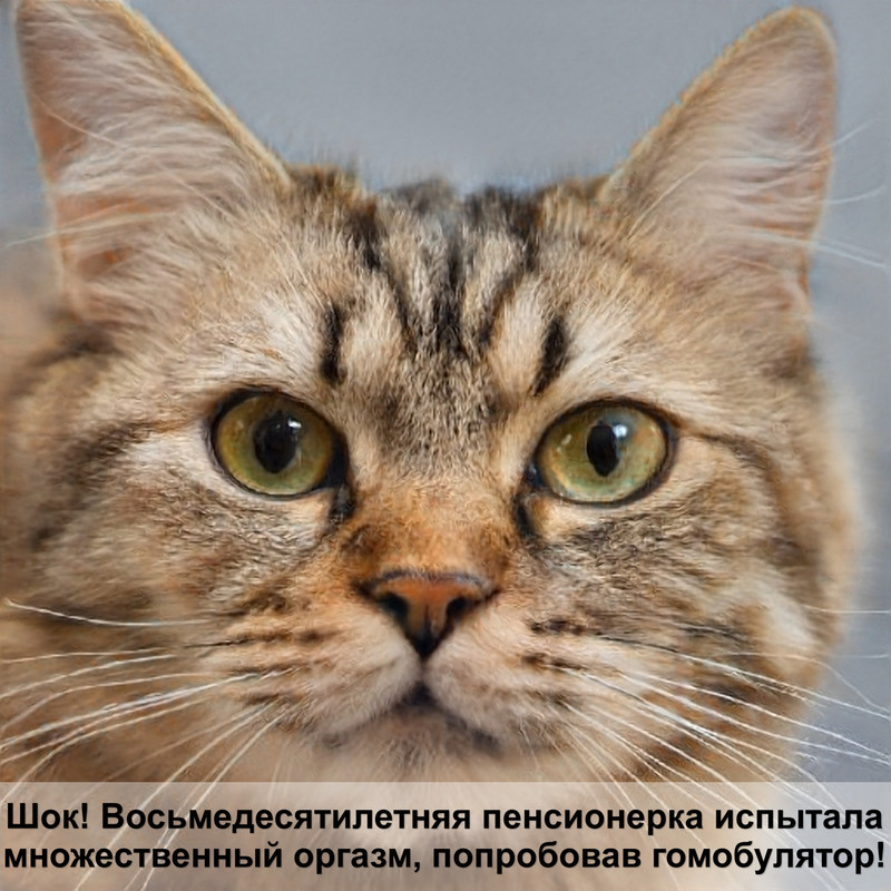 норвежская лесная кошка питомник