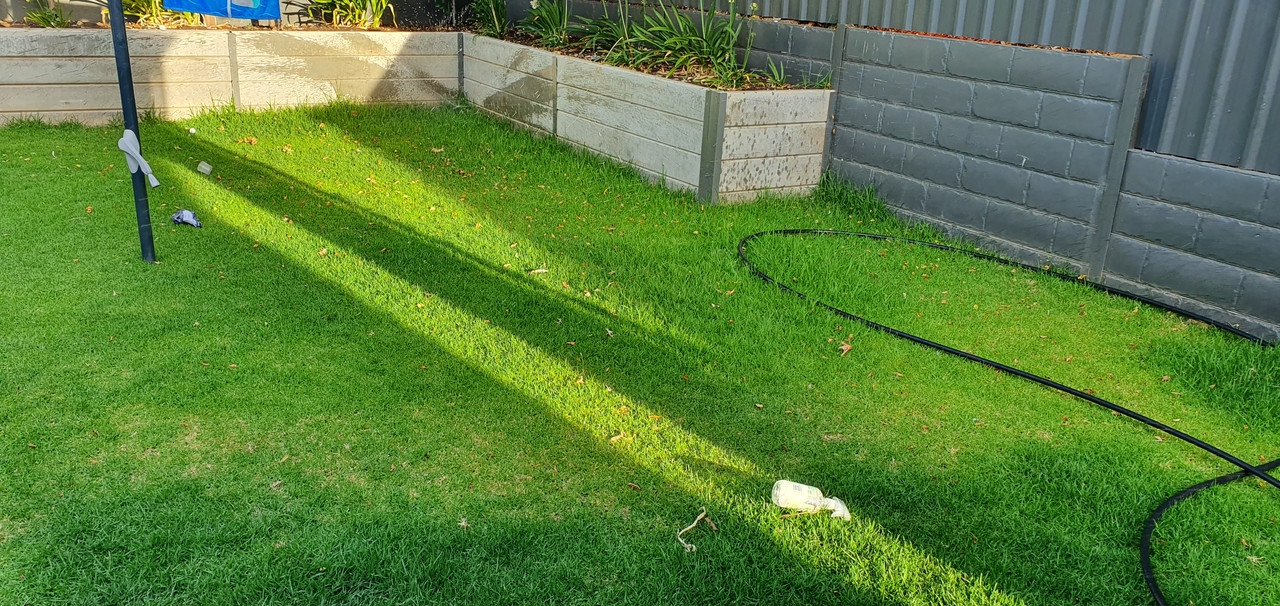 Kikuyu Problems Lawn Care Forum