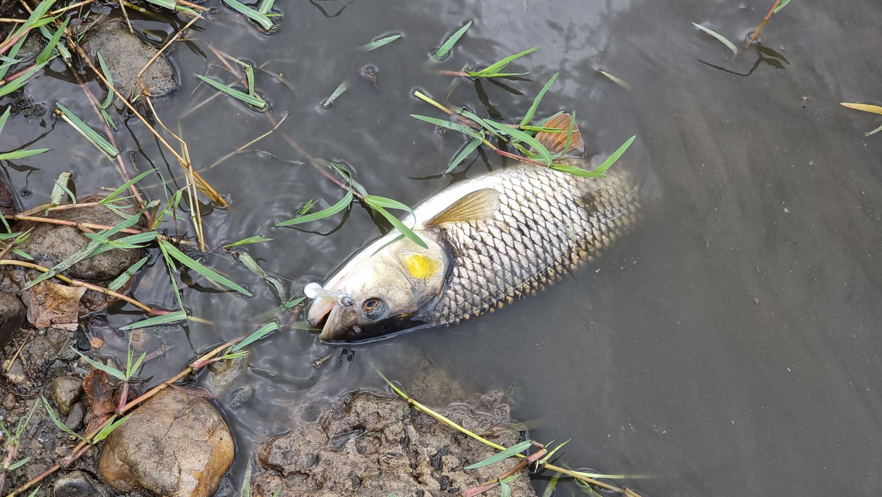 [Slika: 20250711-115503.jpg]