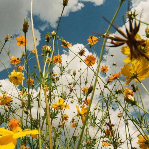 Tasha - You Are Spring! (2026)
