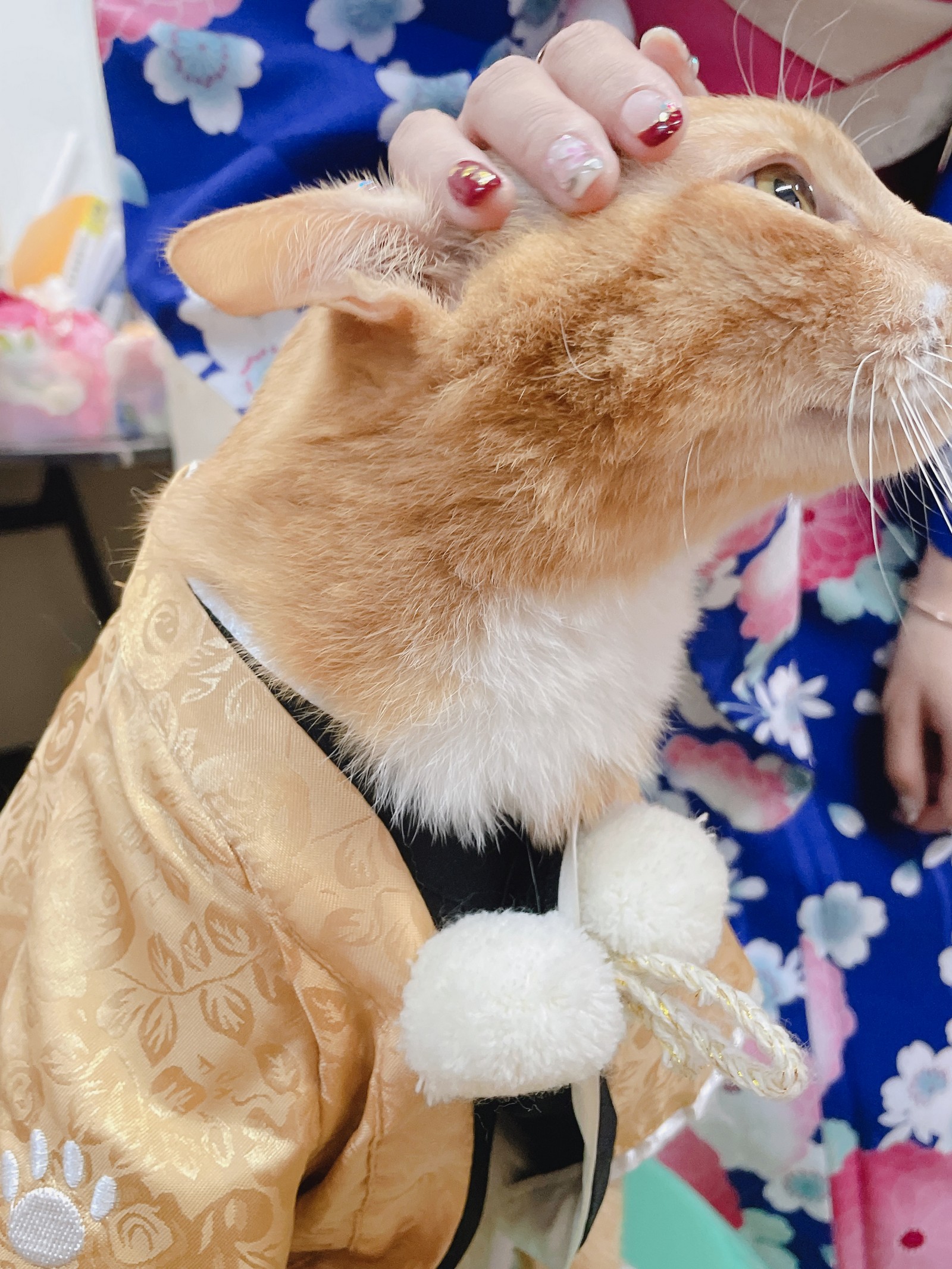 泥泥汝 和服主题 写真＋视频合集｜日式传统风高清图集（440P｜26V｜1.36GB）插图4