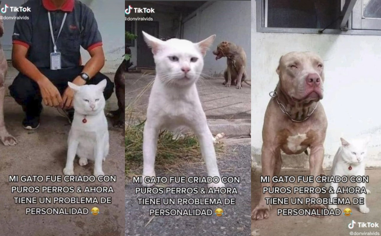 Gato tiene personalidad de perro, creció al lado de puros canes