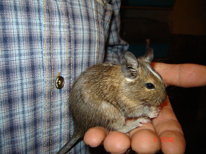 DSC06590