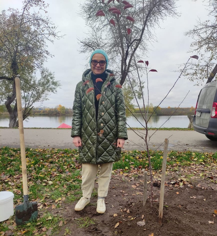 сажаеи яблони