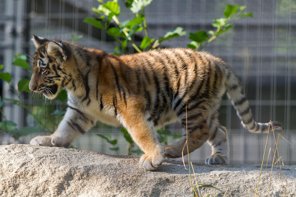 tiger-cub-by-fotostyle-schindler-daasm4m-fullview.jpg