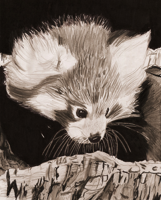 000000redpandadrawing2red_edited-1