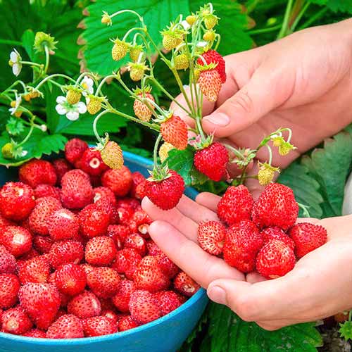 Александрия