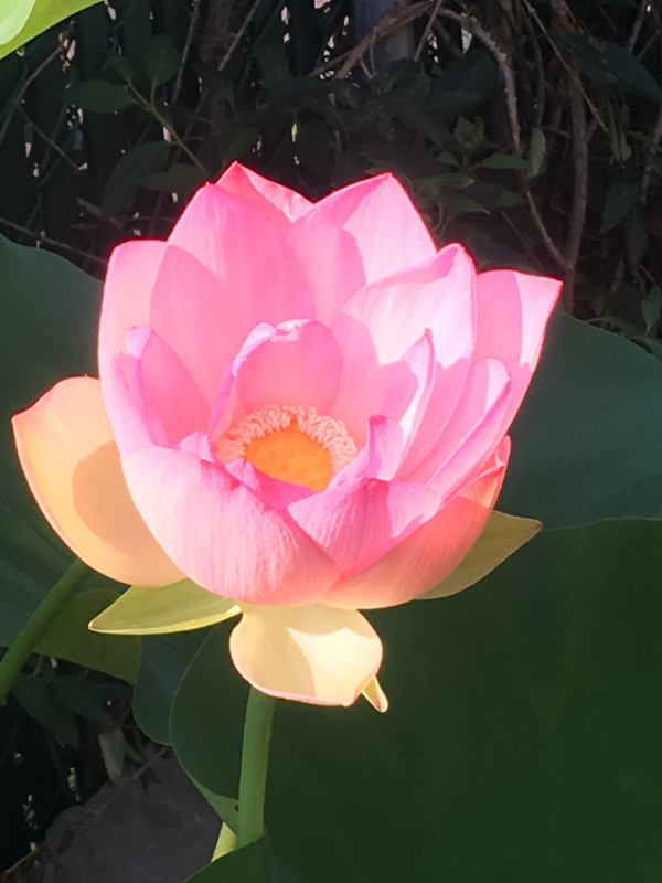 [Image: 1-B0-BE81-B-AE5-E-4-FD8-970-E-23-DB294218-F8.jpg]