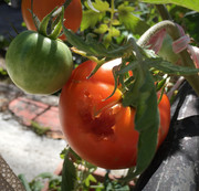 [Image: Tomate-grignot-e-30mars2020.jpg]