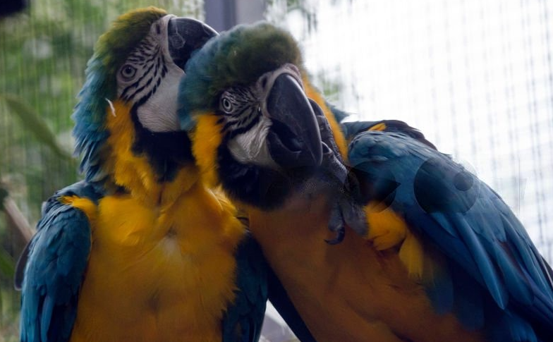 Parrot Sneeze Causes