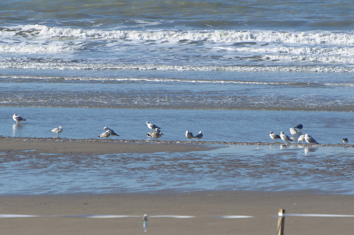 Eduropale du Touquet DSC6970