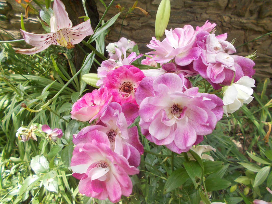 DSCN2219