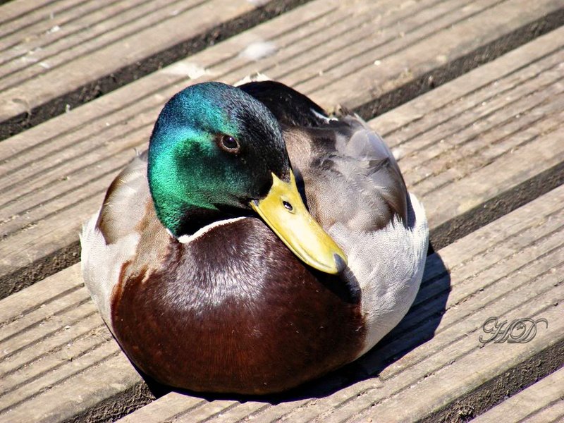 duck-Drake-Mallard-HD.jpg