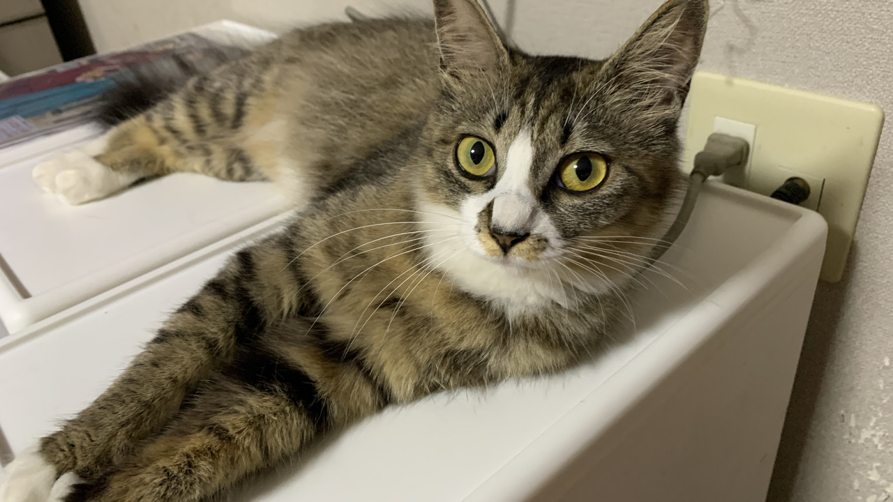 Bubu, My Rescue Cat in Saku City|Hungry, Playful, and Kind
佐久市で暮らす保護猫、ブブ君|食いしん坊でやんちゃ、でも優しい猫
