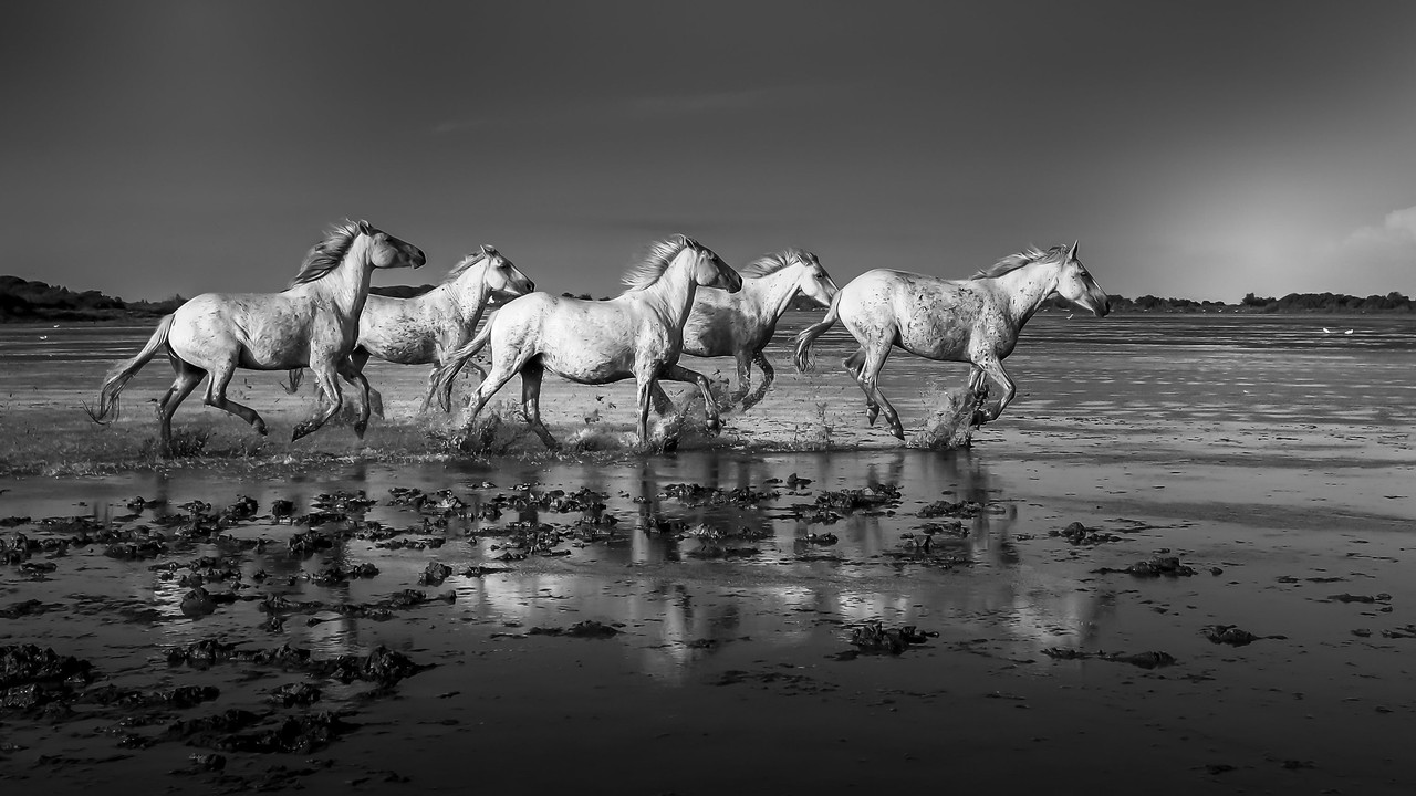 blacknwhitehorsesonbeach.jpg