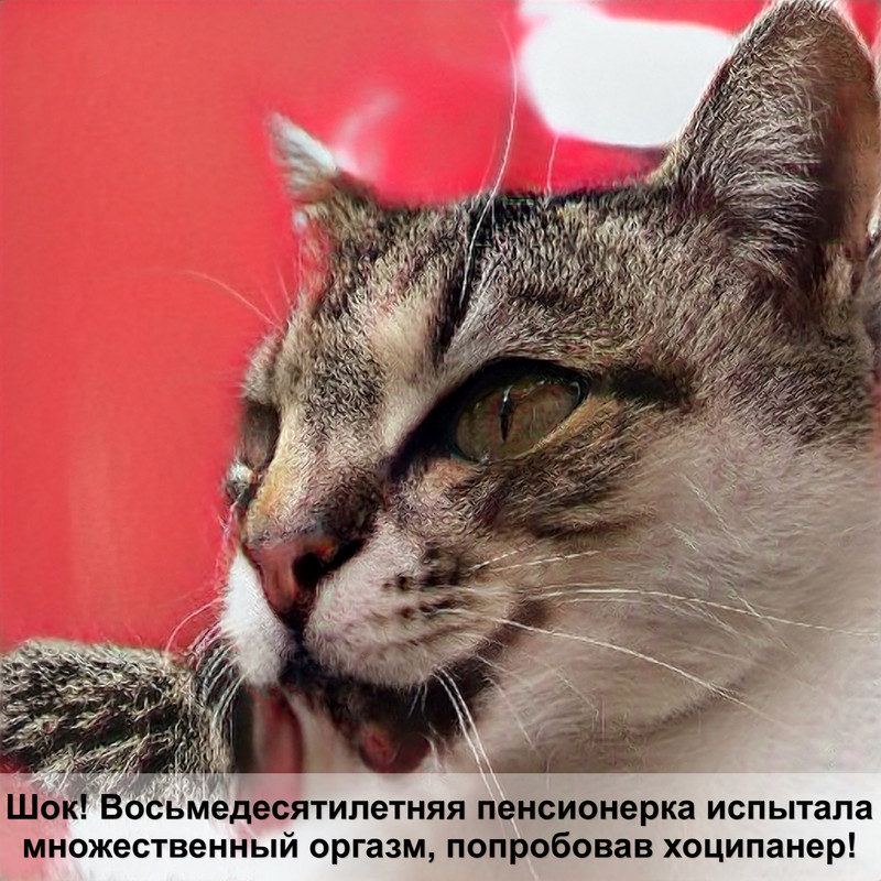 кошка чешется выпадает шерсть